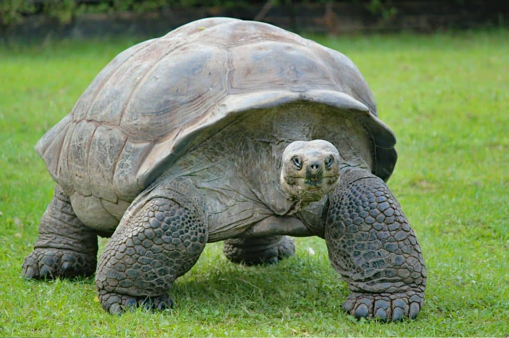 Aldabra Kornjača Sejšeli